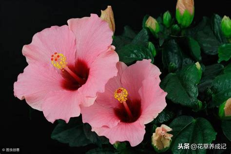 芙蓉花怎麼照顧